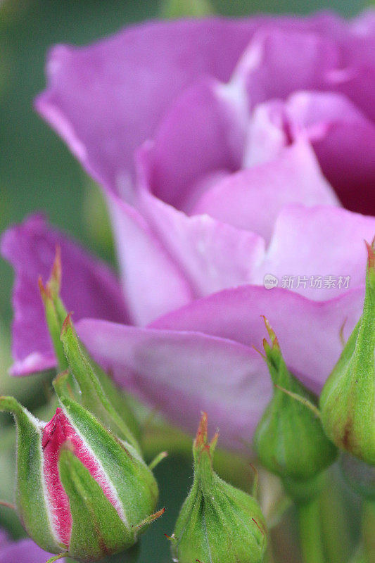 蓝色，紫色的丁香玫瑰花和花蕾的形象，标准/花束灌木玫瑰植物生长在夏季花园边界与各种开花的草本植物，花，花瓣对模糊的绿色园艺背景，品种玫瑰蓝色为你